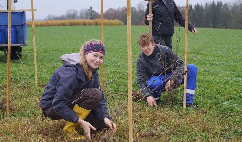 Die Forschungshecke dür den Feldversuche mit Agroforst gemeinsam mit der HBLA Ursprung und der BOKU