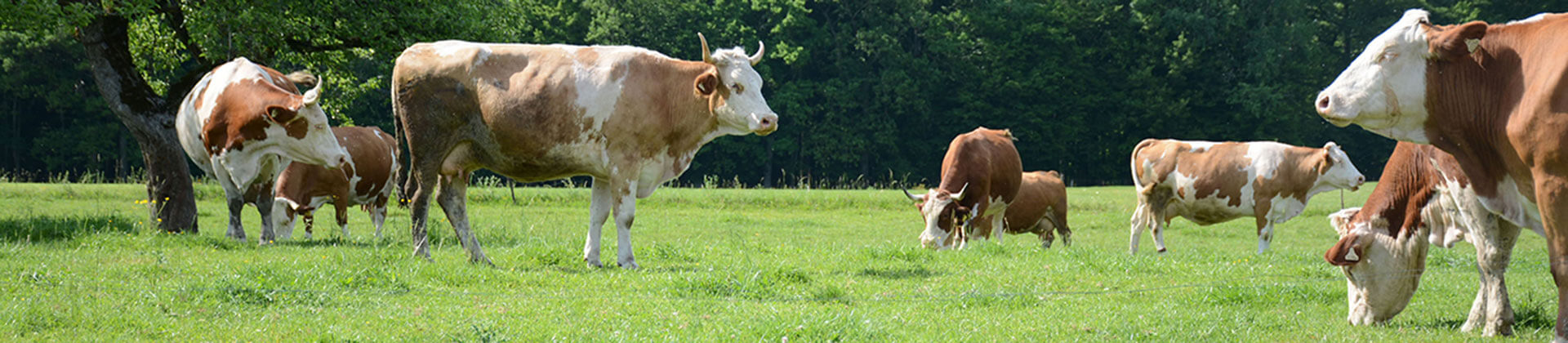 Braun gefleckte Kühe stehen auf einer Wiese