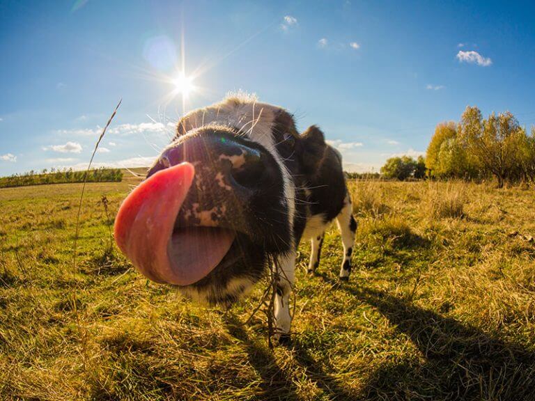 Ein Kalb steht auf einer Wiese, über der die sonne scheint und schleckt sich mit seiner Zunge die Schnauze ab. @shutterstock