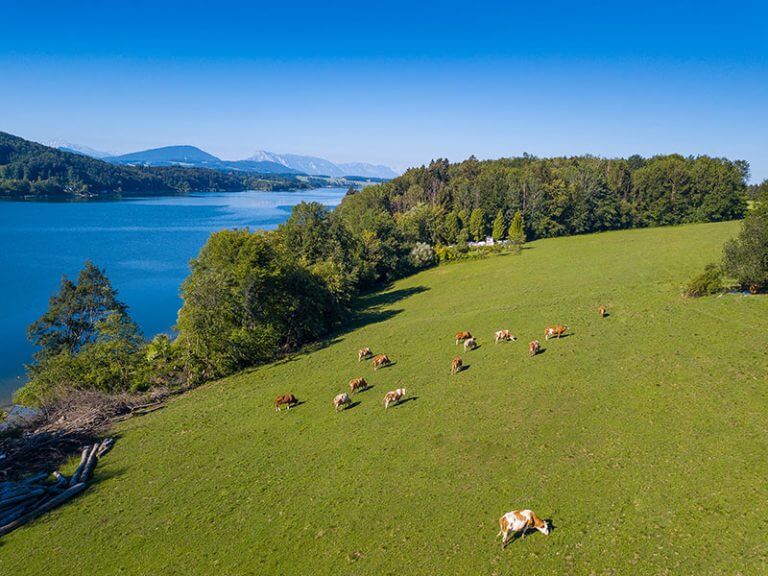 Wallersee mit großer Wiese, auf der Kühe zu sehen sind