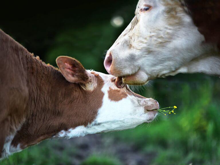 Kuh schleckt ihrem Kalb übers Gesicht, das eine gelbe Blume im Maul trägt. Der Hintergrund ist grün.@shutterstock