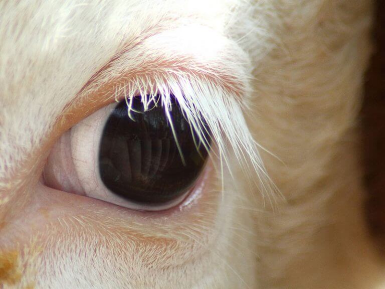 Das vergrößerte Auge einer Kuh.