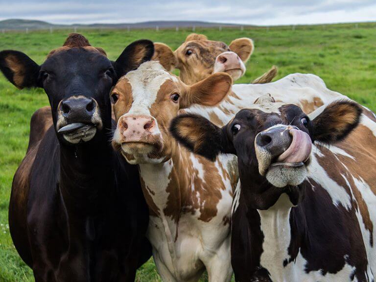 4 Kühe stehen nebeneinander auf einer Wiese. Eine ist braun und eine schwarz gefleckt. Die anderen sind jeweils einfärbig schwarz und braun. Sie schauen neugierig in die Kamera. @shutterstock