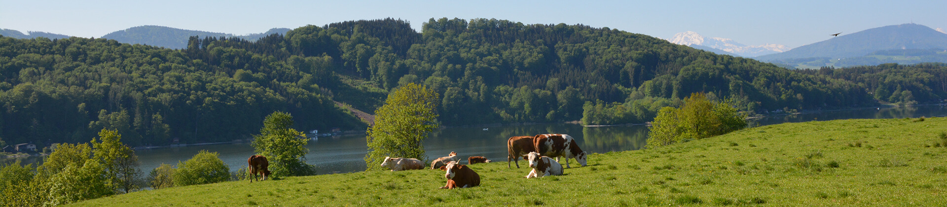 Kühe stehen auf einer Weide. Im Hintergrund ist die österreichische Landschaft