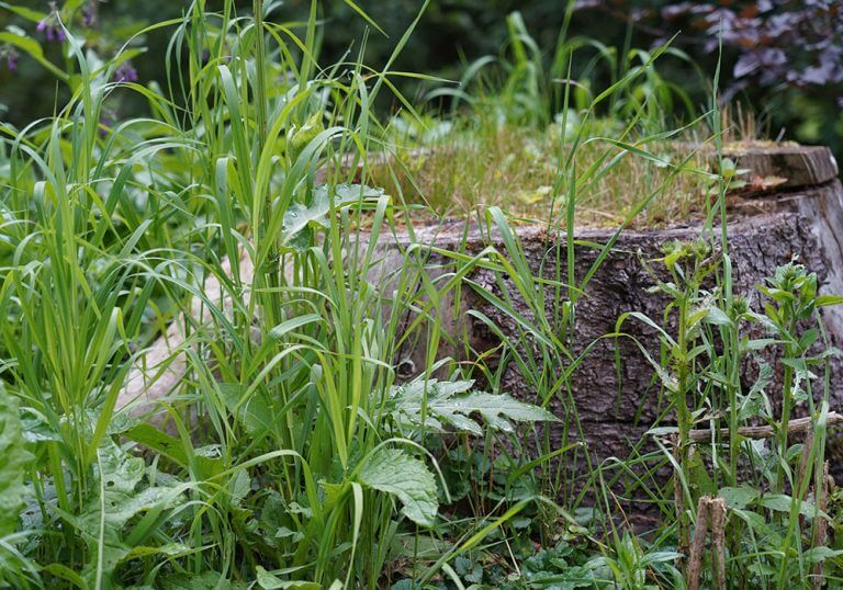 Woerle_Blog_Rettungsinseln_Naturraeume-768x538