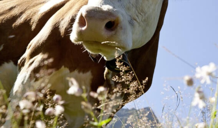 Kuh auf der Weide - Käserei Woerle
