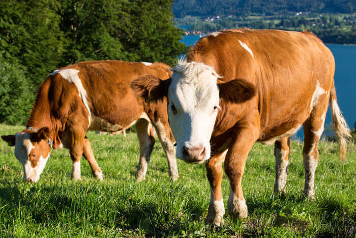 Zwei Heumilchkühe im Salzburger Land
