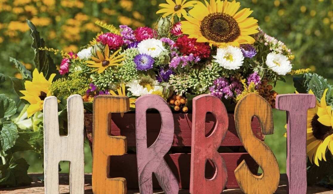 Herbstblumen – Käserei Woerle