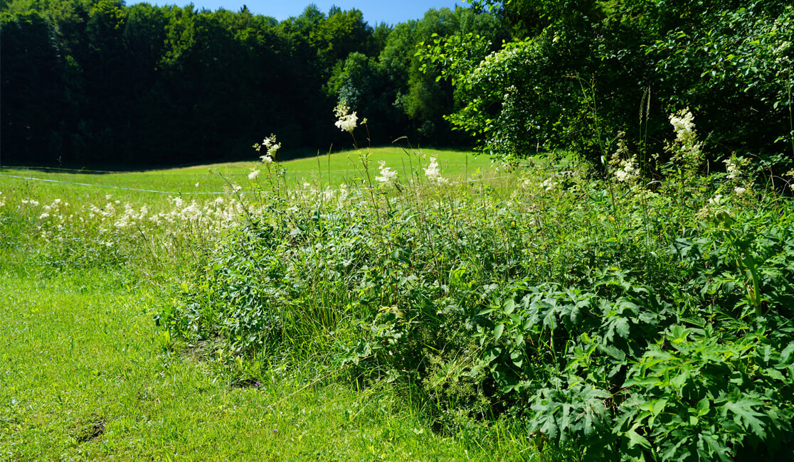 Artenvielfalt-Wiesen-Waldrand