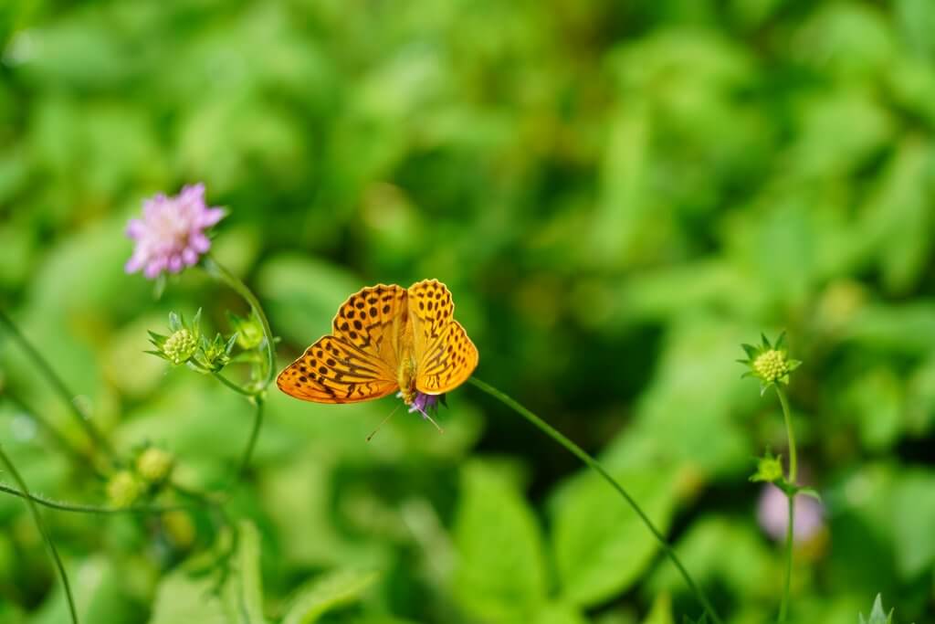 Artenvielfalt-Wiesen-Waldrand