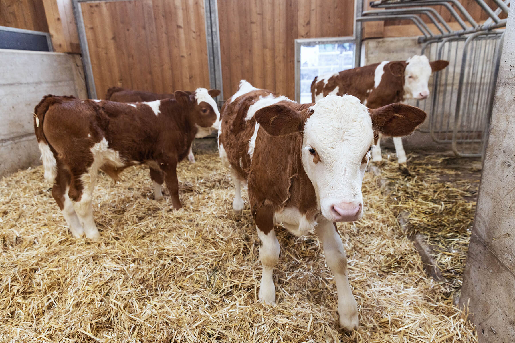 Junge Kühe im Stall - Käserei Woerle