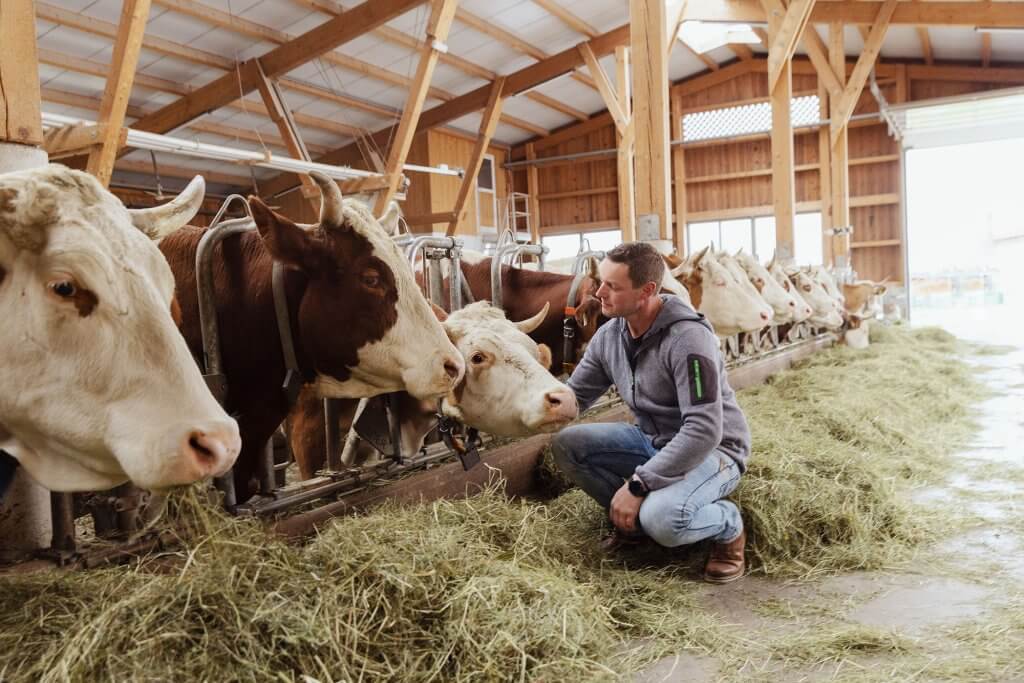 Bauer im Stall bei seinen Kühen – Käserei Woerle