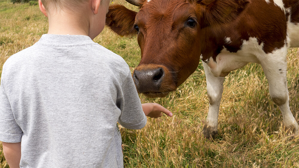 Ein Junge füttert eine braun gefleckte Kuh.