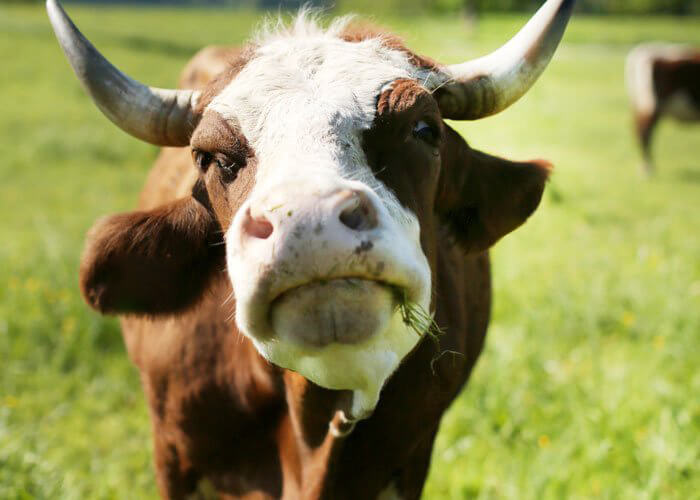 Eine Kuh blickt mit geradem Kopf in die Kamera. 