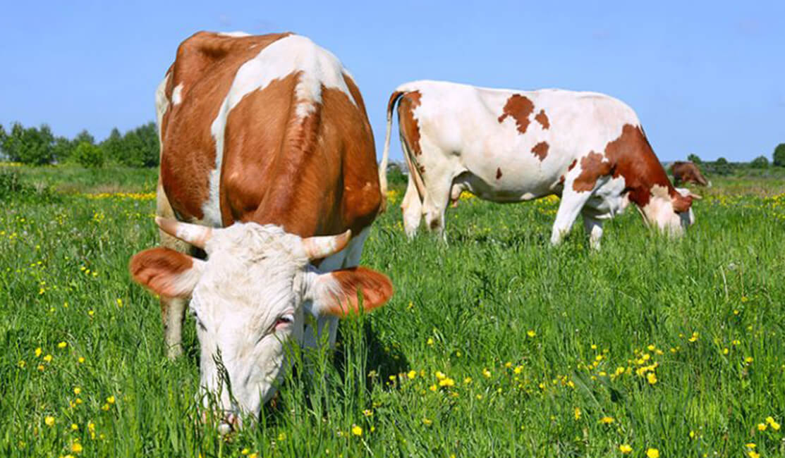 Kuhglück bei der Käserei Woerle