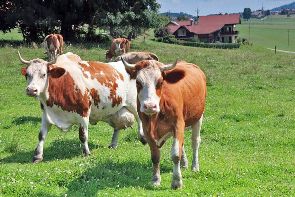 Braun gefleckte Kühe laufen über eine Weide. -Käserei Woerle