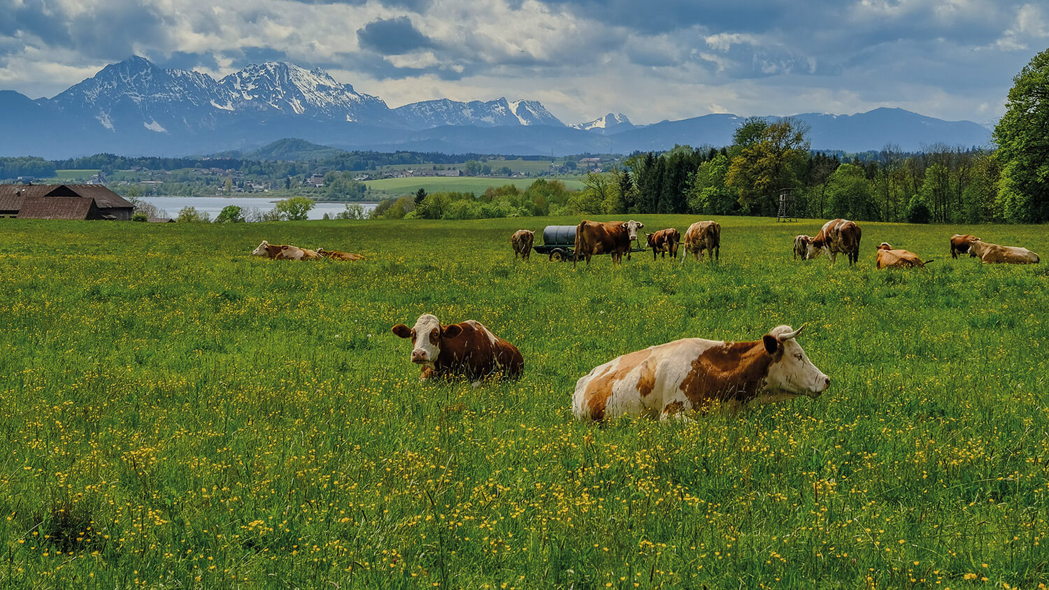 Viele Kühe weiden auf der Weide im Salzburger Land – ein Zeichen für nachhaltigen Käse