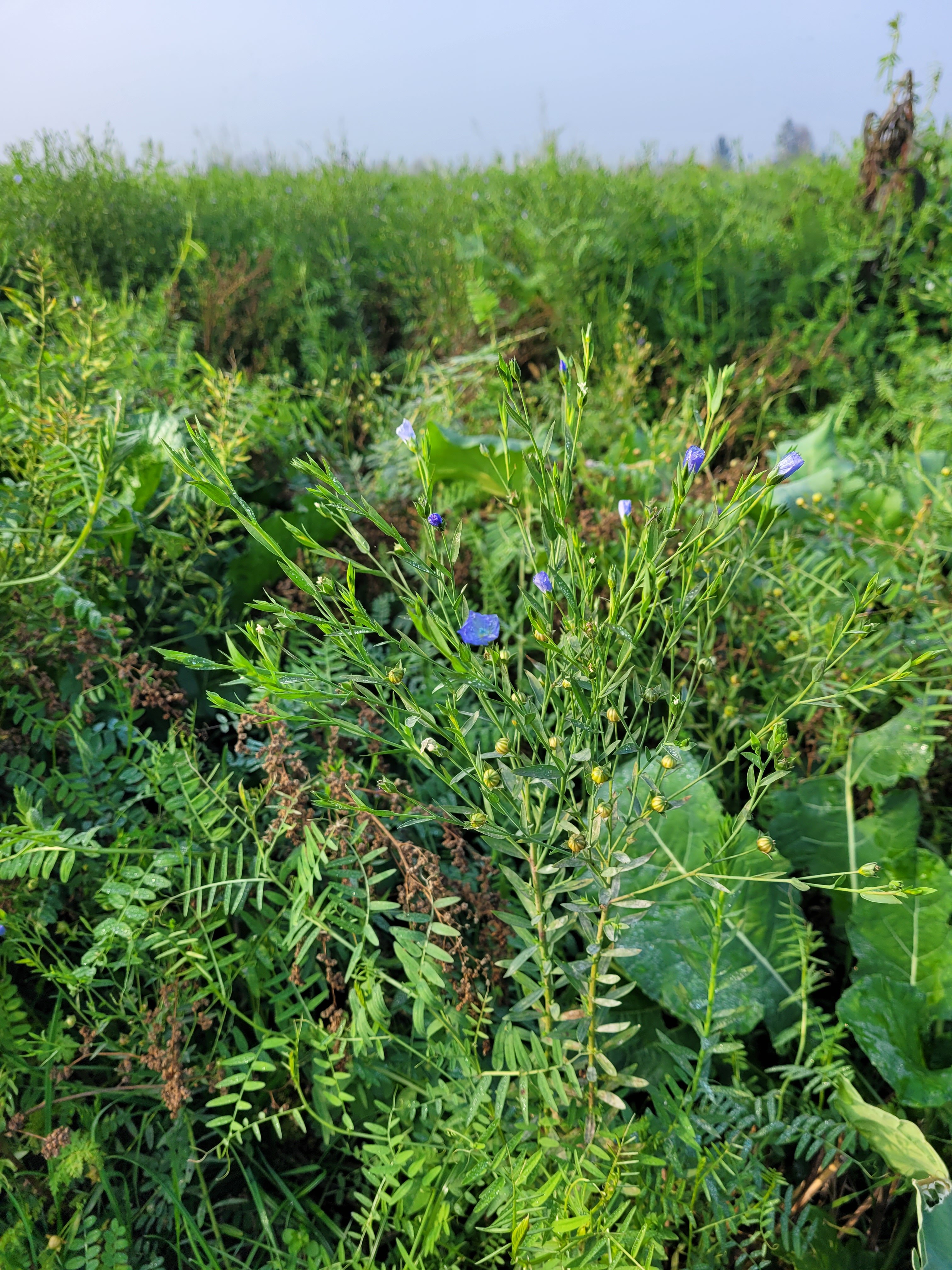 Artenreiche Begrünung am Feld mit blühenden Pflanzen – Vegetationsbestand und Bodengesundheit