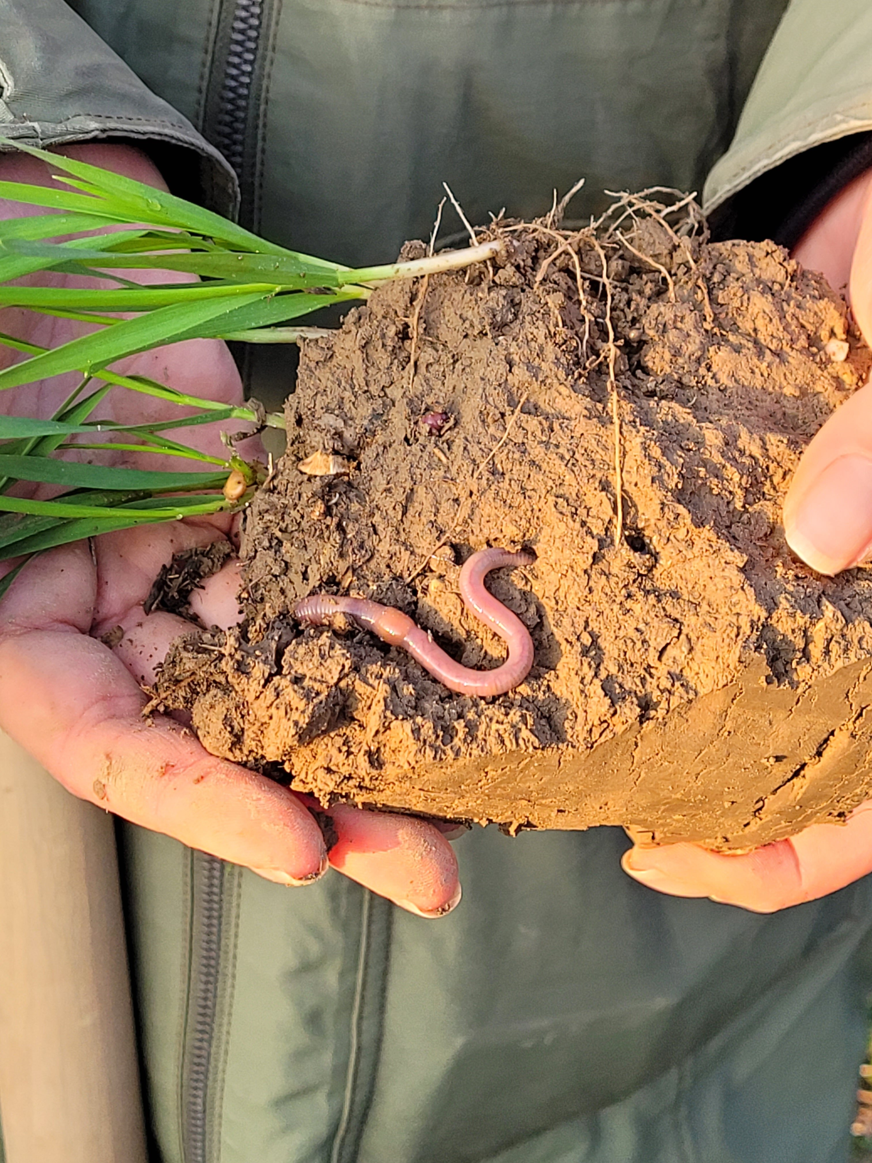 Pflanzenkohle in Händen – Einsatz von Biochar zur Nährstoffbindung und Bodenverbesserung