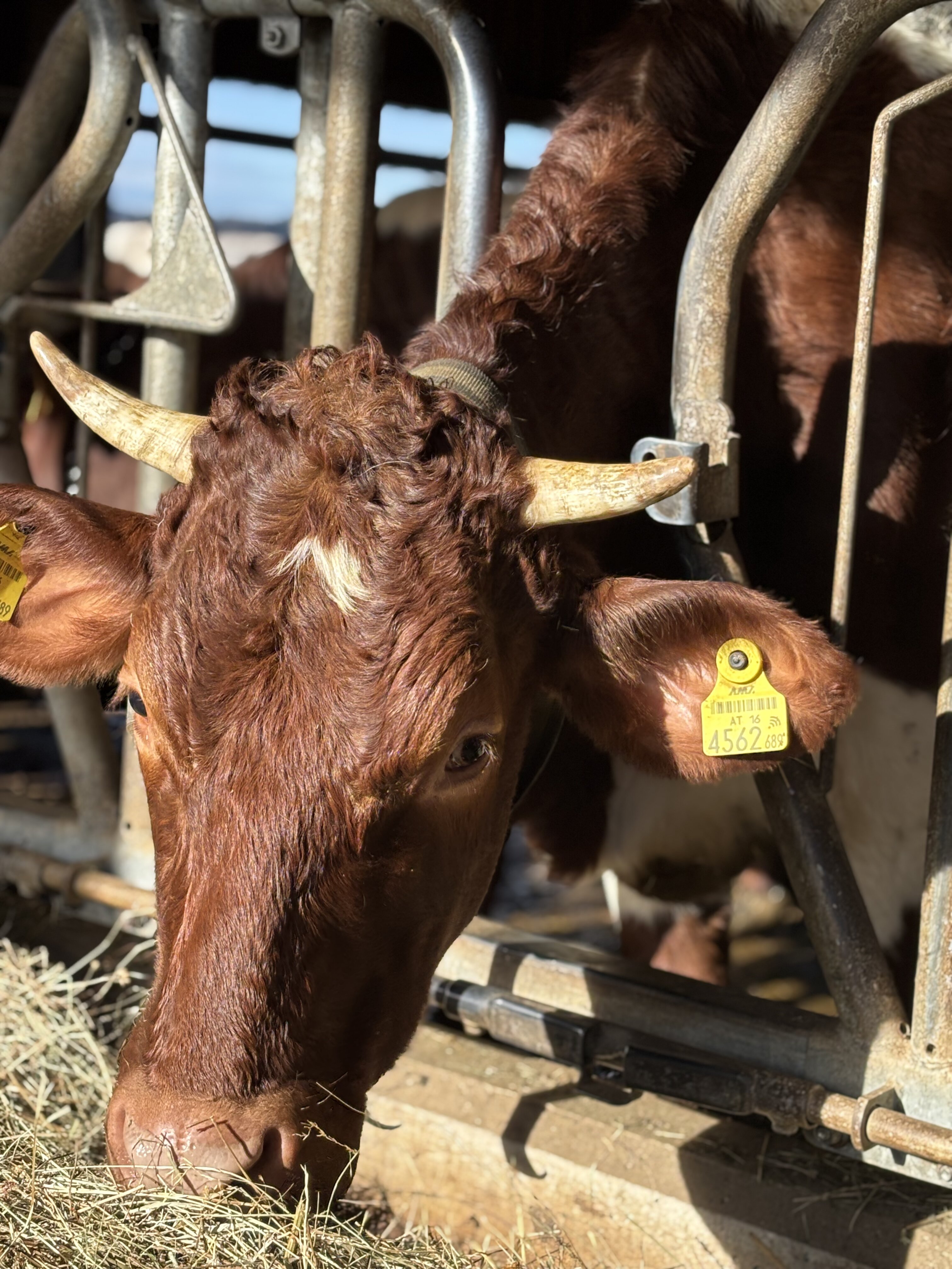 Horntragende Kuh frisst am Fressgitter im Stall, Nahaufnahme von Kopf und Ohrmarke