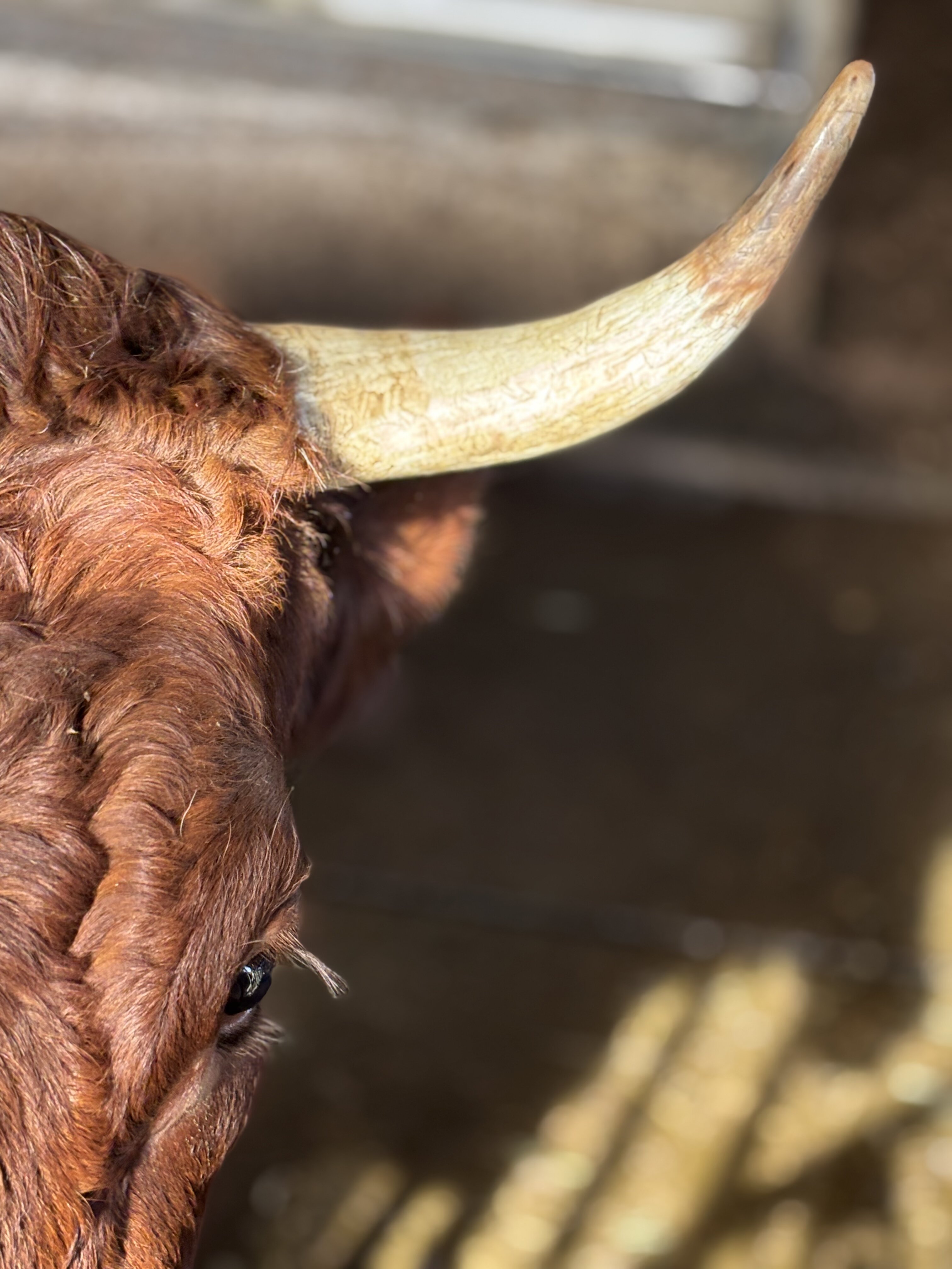 Detailaufnahme eines Kuhhorns und braunen Fells im Stall, Hintergrund unscharf
