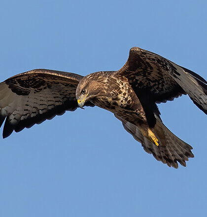 Greifvogel im Flug vor blauem Himmel, Symbolbild für natürliche Schädlingsregulation im Landwirtschaftsraum