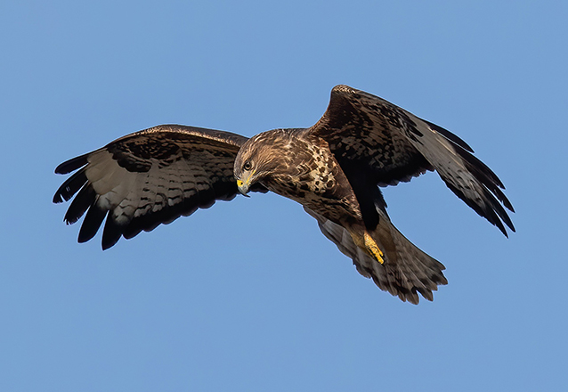 Greifvogel im Flug vor blauem Himmel, Symbolbild für natürliche Schädlingsregulation im Landwirtschaftsraum